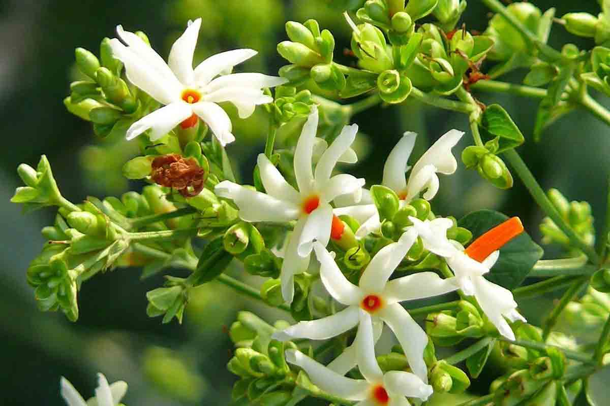 night jasmine | పారిజాత పుష్పం ప‌రిమ‌ళానికే కాదు.. వీటితో మ‌న‌కు ఇంత మేలు జ‌రుగుతుందా?