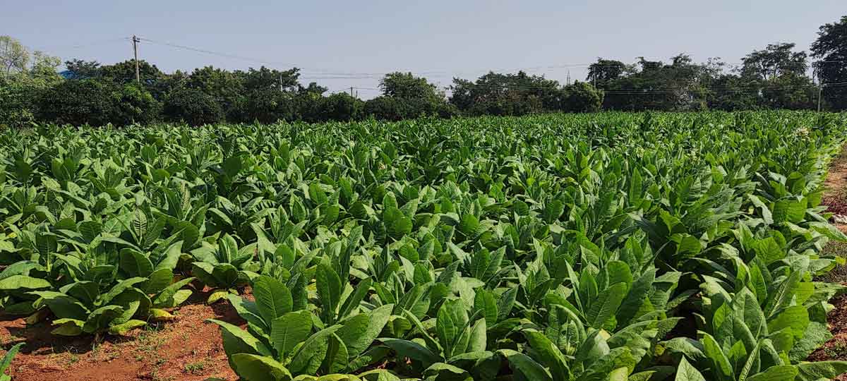 పొగాకుతో నాలుగింతల లాభం