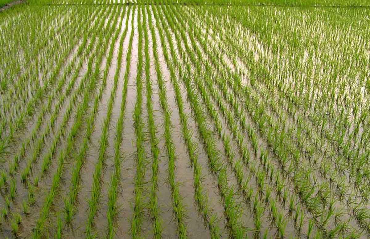 నిషేధిత జాబితా నుంచి పట్టా కు క్లియరెన్స్