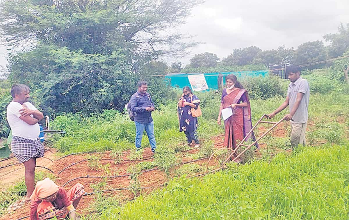 ఉద్యాన పంటలకు ఊతం