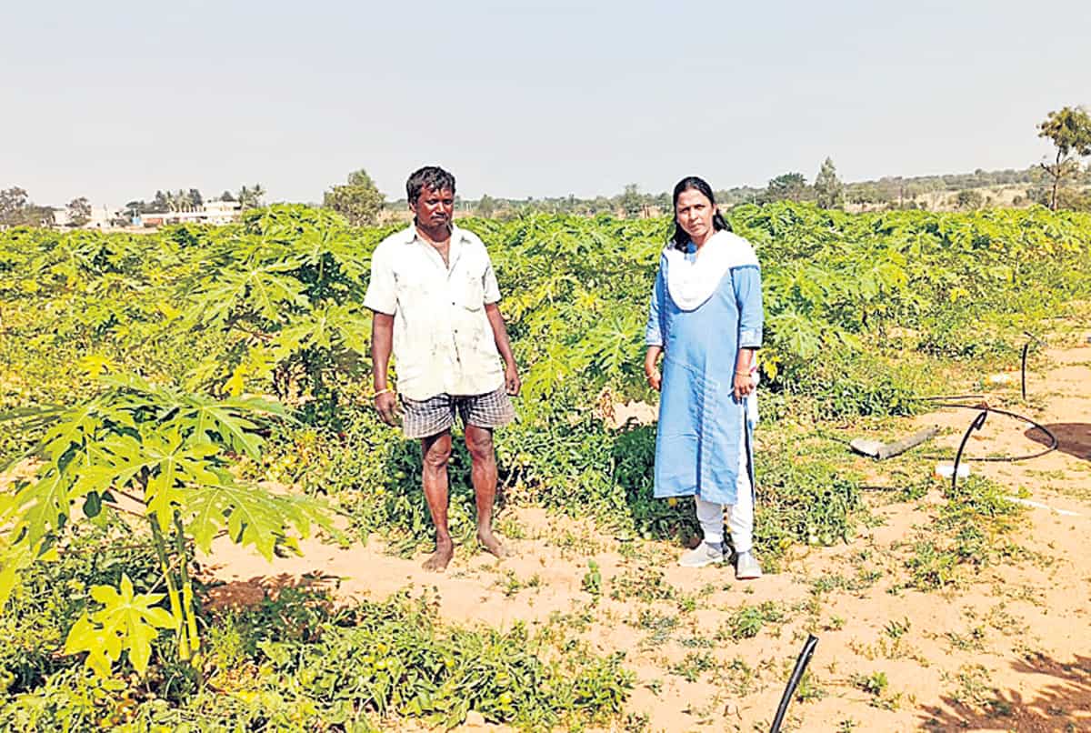 పండ్లతోటల సాగుపై దృష్టి సారించాలి