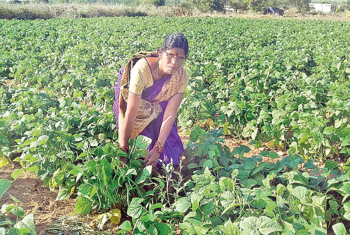 సేంద్రియ సాగు.. లాభాలు బాగు