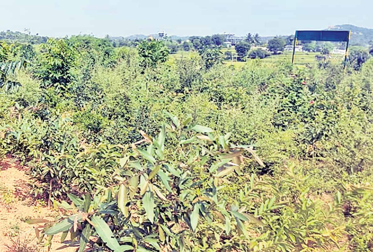 రంగాపూర్‌లో బృహత్‌ పల్లెప్రకృతి వనం ఏర్పాటు