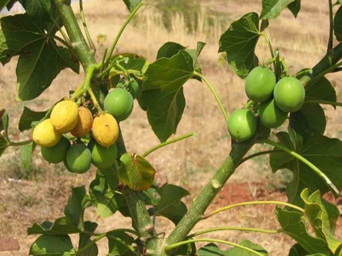 విషపూరిత పండ్లు తిన్న విద్యార్థులు.. 49 మంది పిల్లలు అస్వస్థత