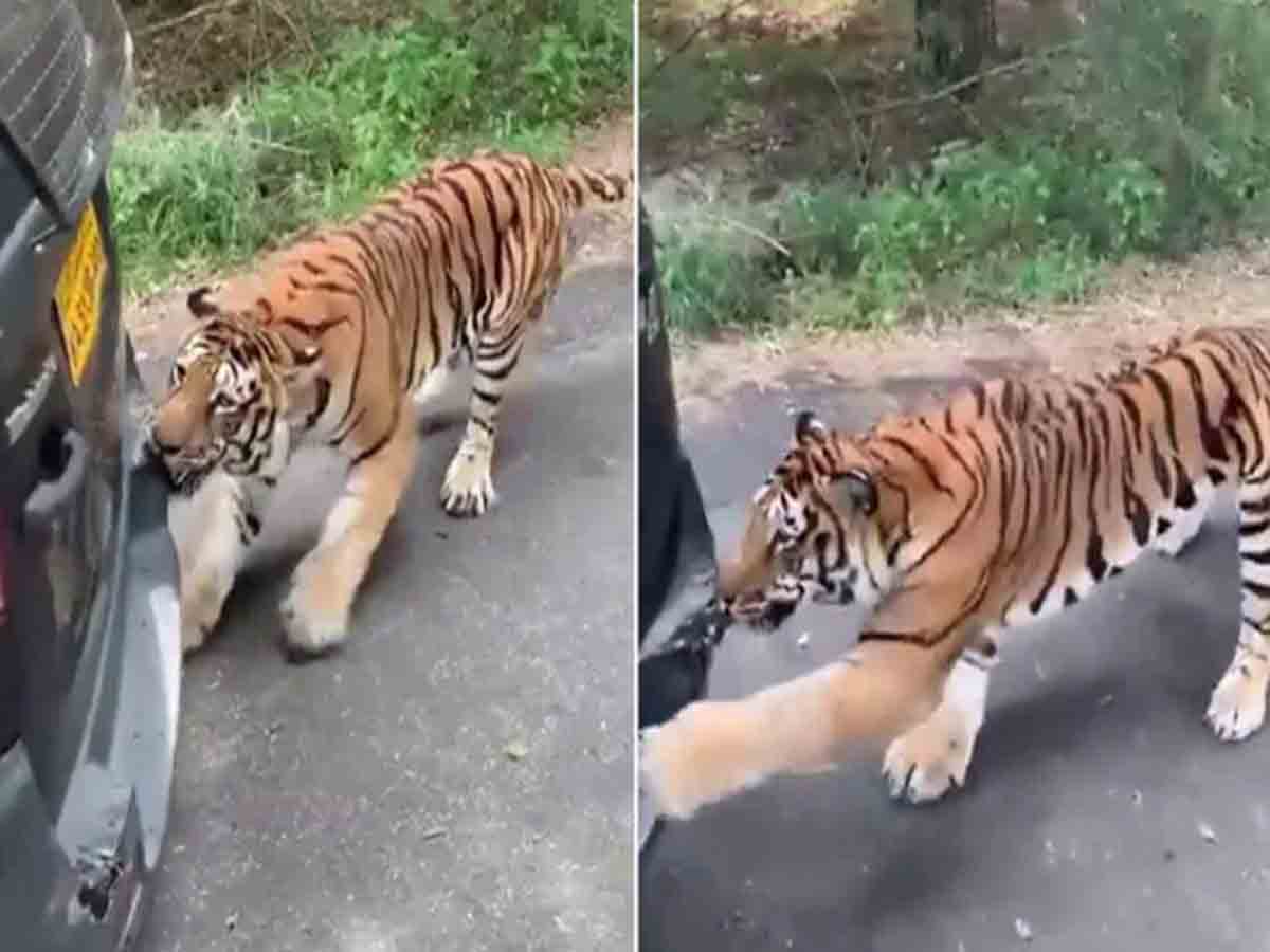 వాహనాన్ని పంటితో లాగిన పులి.. వీడియోను షేర్‌ చేసిన ఆనంద్ మహీంద్రా