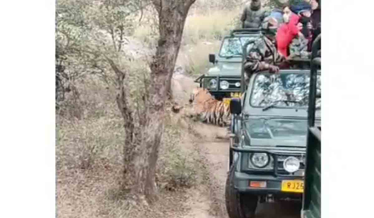 Viral Video: వీధి కుక్క‌ను వేటాడిన‌ ఆడ‌పులి.. ఎక్క‌డో తెలుసా..?