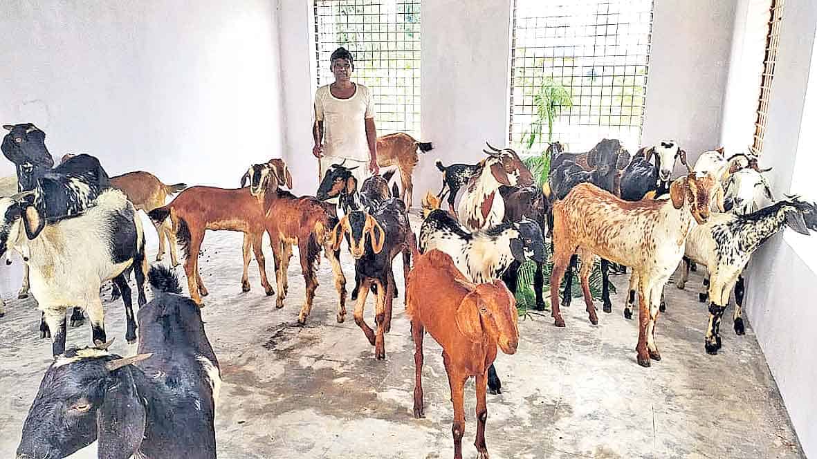 పశువుల కొట్టాలకు 50 కోట్లు