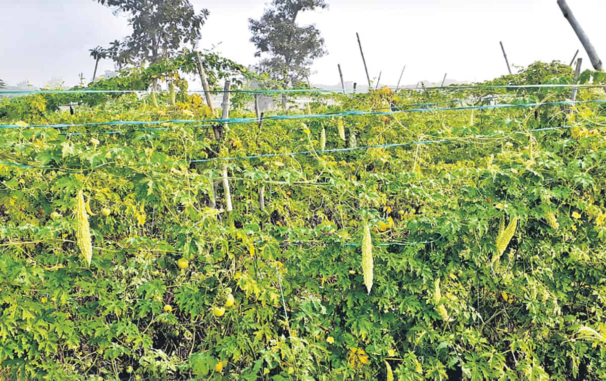 పంట చేనులో పట్టభద్రులు