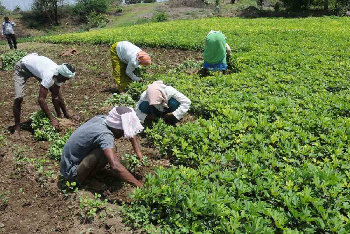 విత్తనహబ్‌ దిశగా అడుగులు..