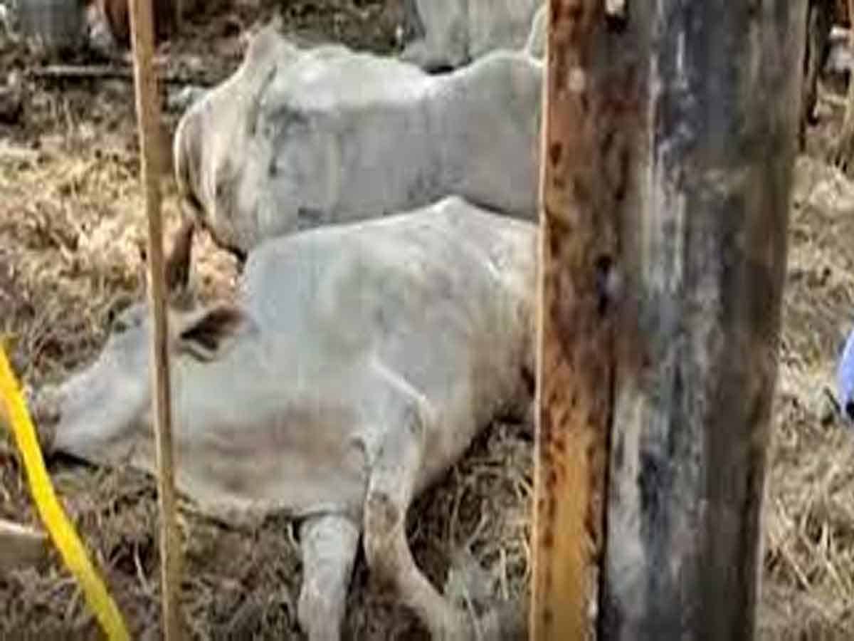 Vishaka Cows: విశాఖలో ఆగని ఆవుల మృత్యుఘోష