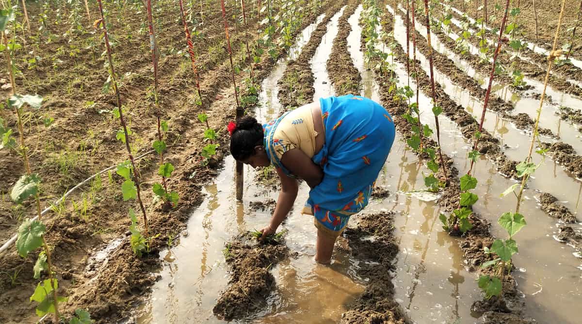 కూరగాయల సాగే లోకంగా రైతన్న