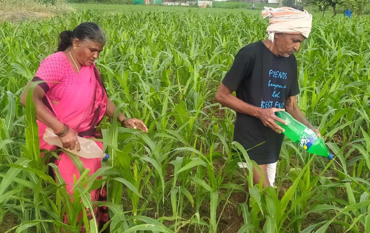 తీవ్ర నష్టం కలిగిస్తున్న కత్తెర పురుగు