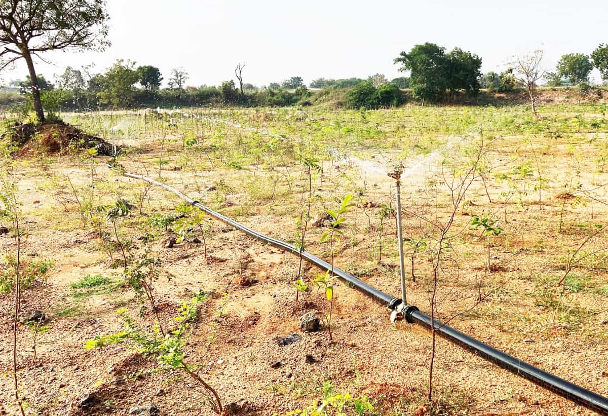 వనంపై తుంపర్ల వాన