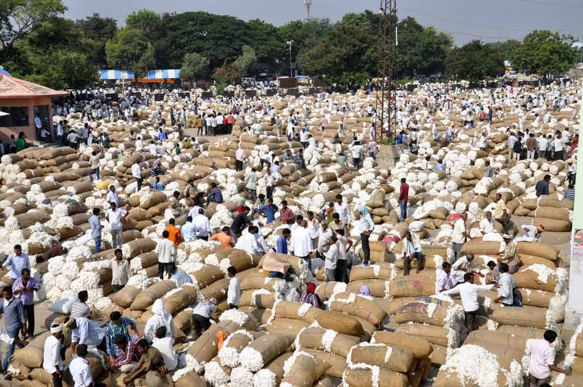 దూదిపూల సిరులు