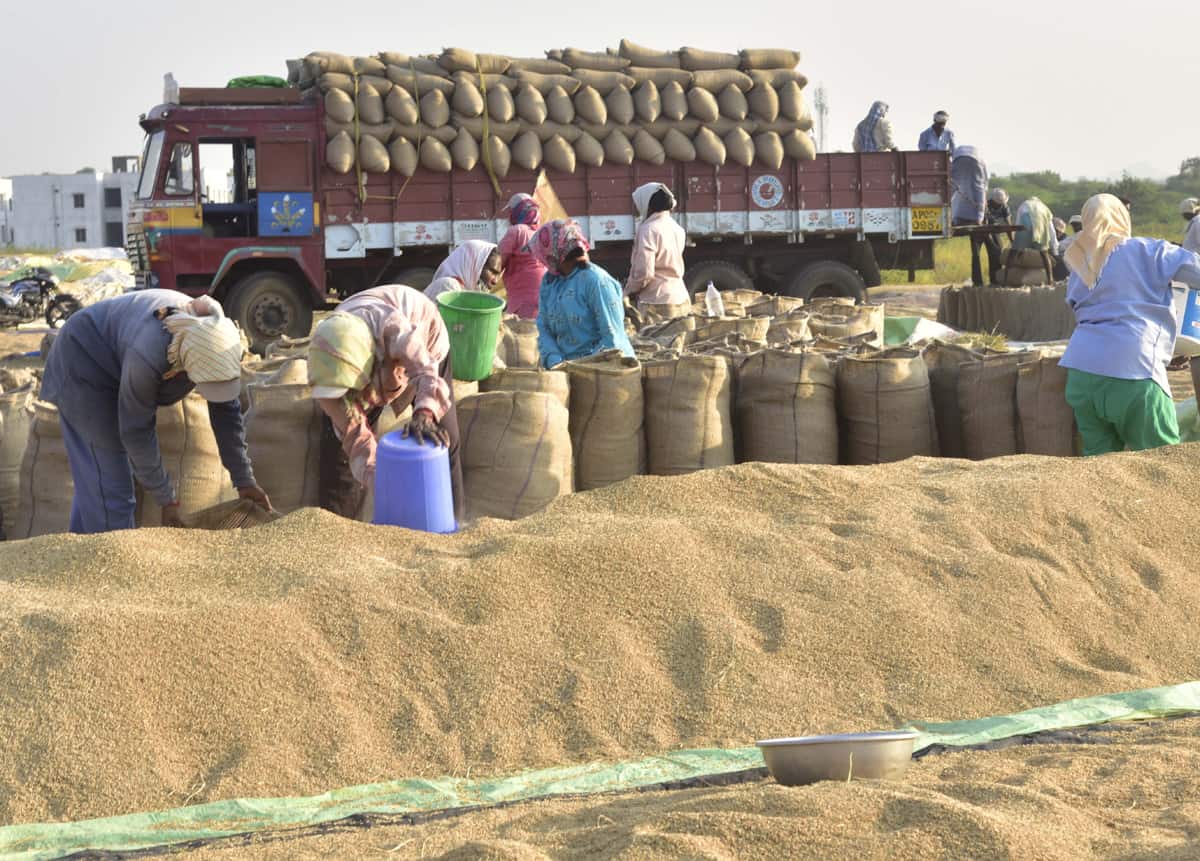 వడ్ల కొనుగోళ్లు ముమ్మరం..