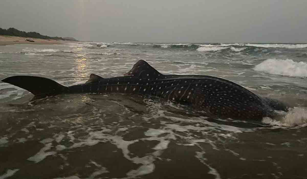 Whale Shark: మ‌త్స్య‌కారుడి వ‌ల‌లో భారీ సొర‌చేప‌.. ఎంత భారీ చేప అంటే..!