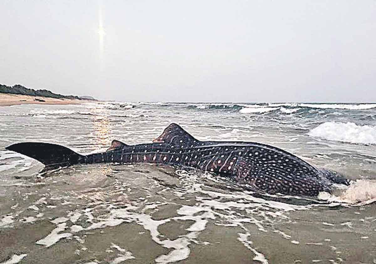 విశాఖ తంతడి బీచ్‌కు అతిపెద్ద వేల్‌షార్క్‌