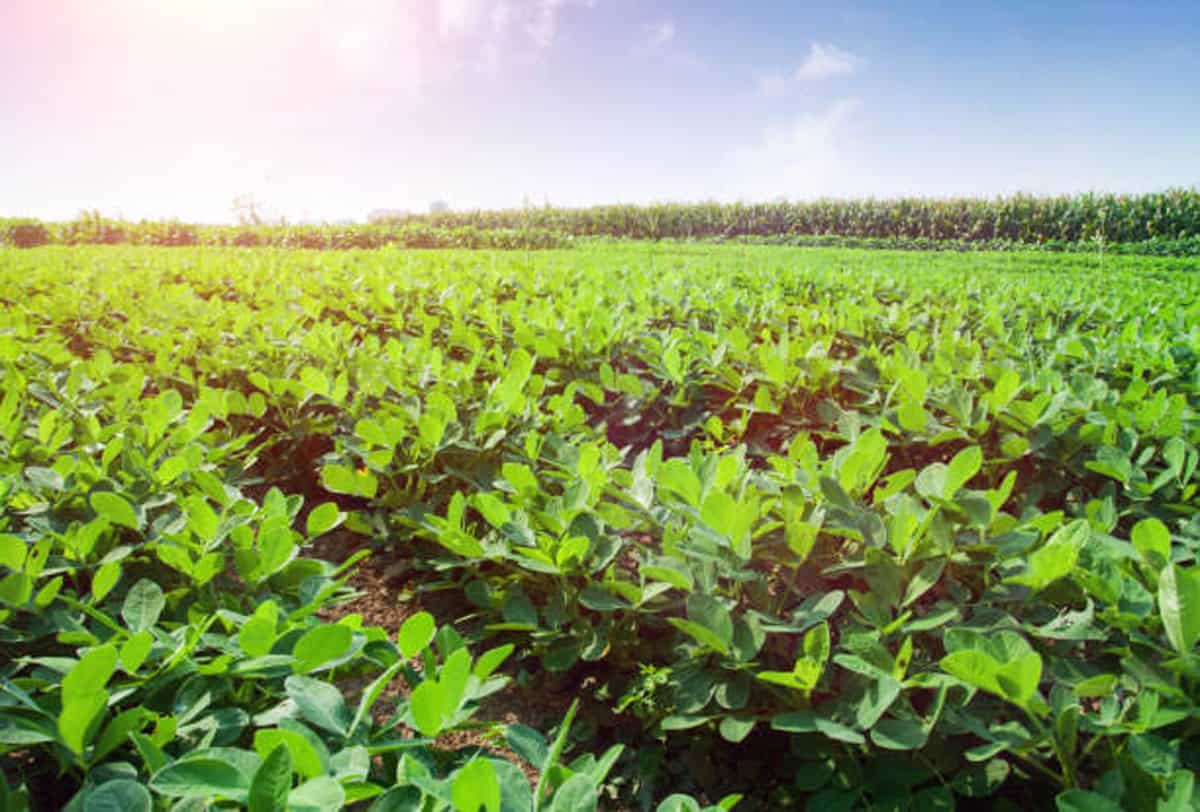 జంతుమూకను తరిమేద్దామిలా..