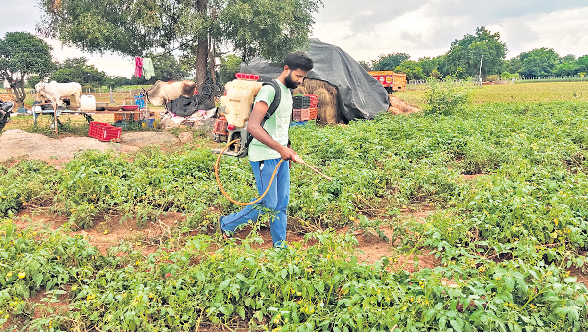 ఎంఫార్మసీ టు ఫార్మర్‌!.. ఏటా రూ. 30 లక్షల టర్నోవర్‌