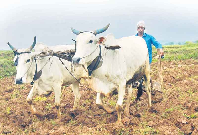ఎడ్లతో అనుబంధం