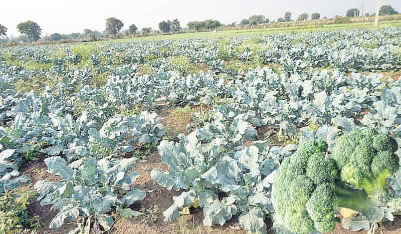 బంగారు పంట బ్రొకోలి