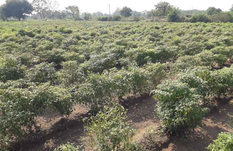 ఇతర పంటలే లాభదాయకం..