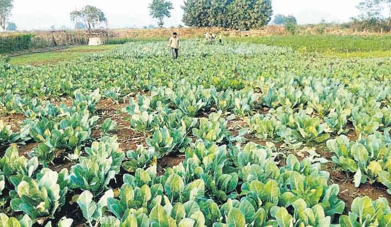 ఆరు పంటలు ఆ రైతింట సిరులు