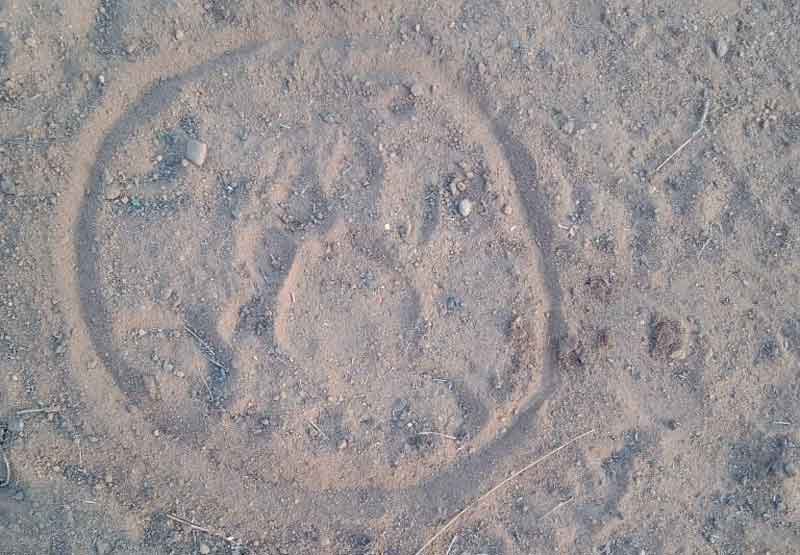 కోటపల్లి అడవుల్లో పెద్దపులి సంచారం