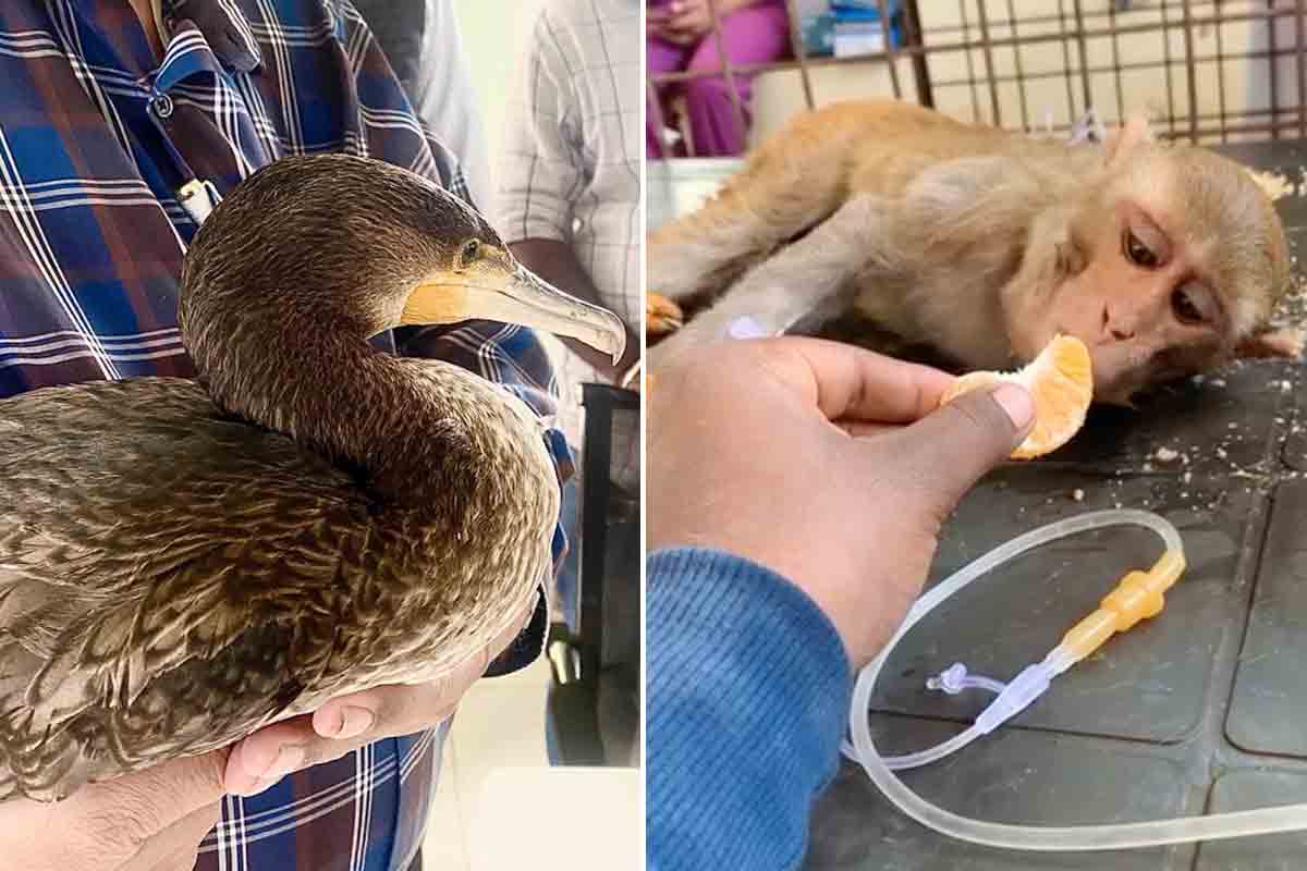 మూగజీవాలకు ప్రేమతో..