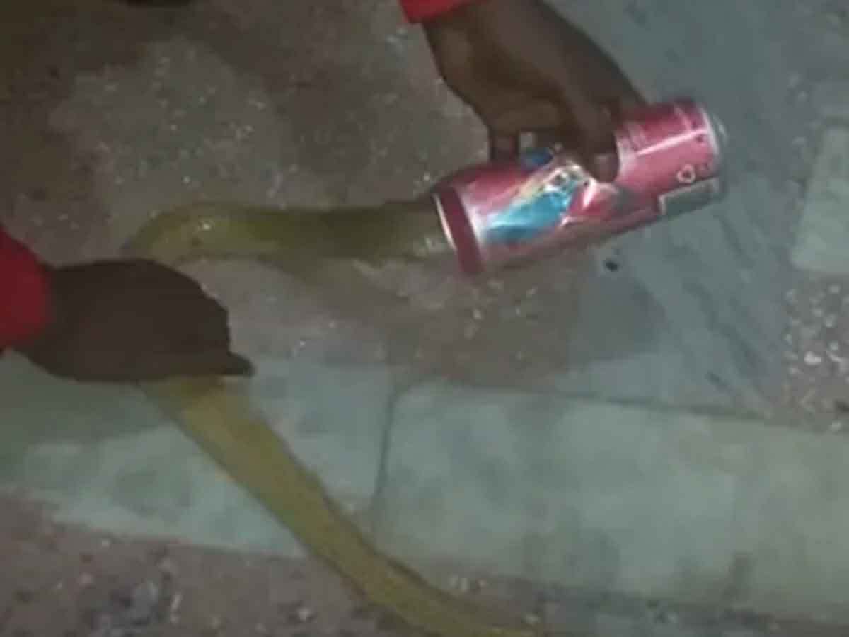 బీరు టిన్‌లో త‌ల దూర్చిన నాగుపాము.. బ‌య‌టికి రాలేక తిప్ప‌లు.. వైర‌ల్ వీడియో