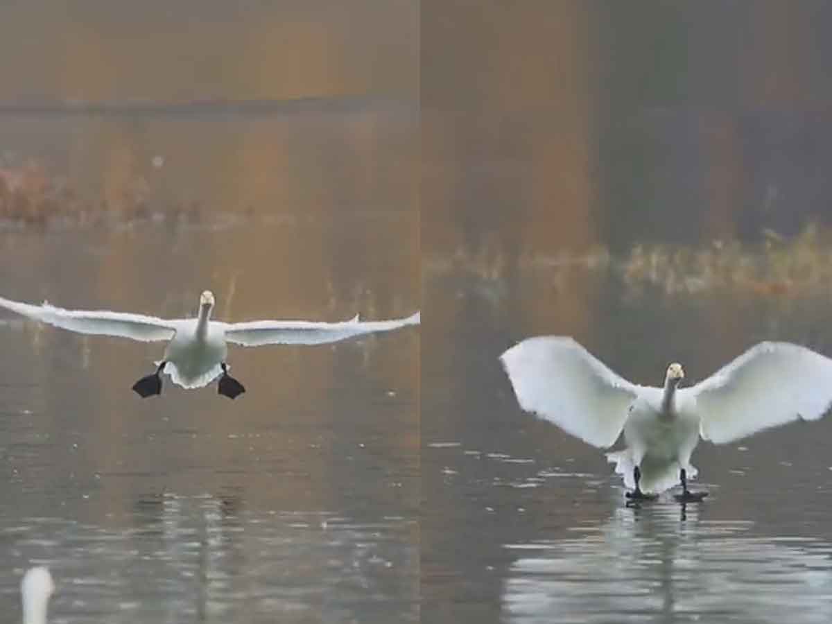 అచ్చుగుద్దిన‌ట్టు విమానంలా ప‌క్షి ల్యాండింగ్‌.. ఆశ్చ‌ర్య‌పోతున్న నెటిజ‌న్లు.. వైర‌ల్ వీడియో