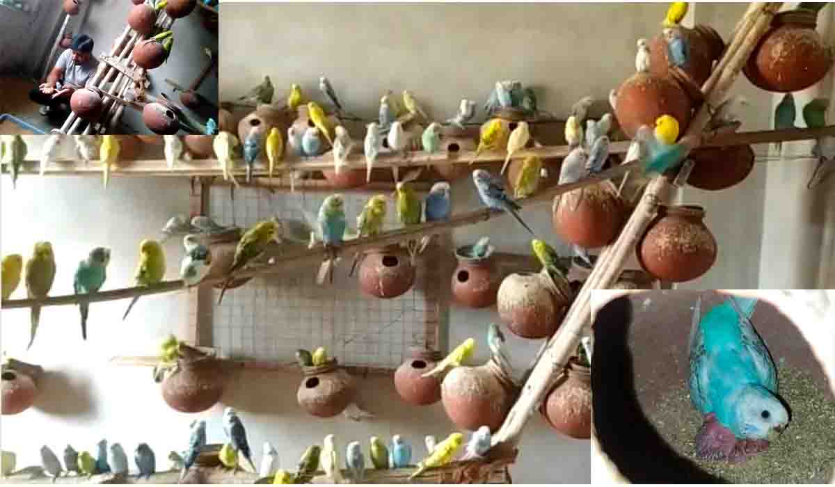 ఆ ఇల్లే ఓ బ‌ర్డ్ సాంక్చురీ.. వాళ్లింటికెళ్తే రంగురంగుల ఆస్ట్రేలియా జాతి ప‌క్షులు స్వాగ‌తం ప‌లుకుతాయ్‌!