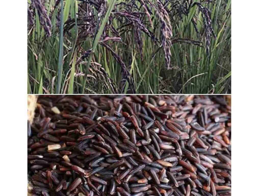 black rice health benefits telugu