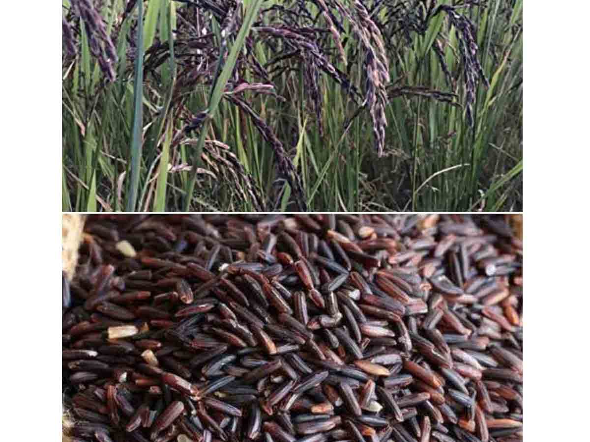 Black Rice | బ్లాక్ రైస్ తిన్నారా ఎప్పుడైనా? ఇందులో ఉండే పోషకాల గురించి తెలిస్తే అస్సలు వదిలిపెట్టరు