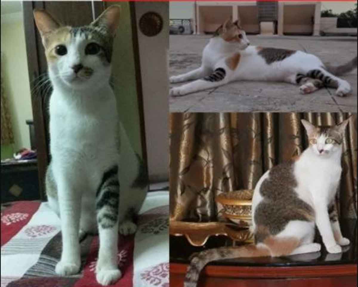 Cat Missing: బంజారాహిల్స్‌లో పిల్లి మిస్సింగ్‌.. వెతికి తెచ్చిన వాళ్లకు భారీ నజరానా ప్రకటించిన యజమాని
