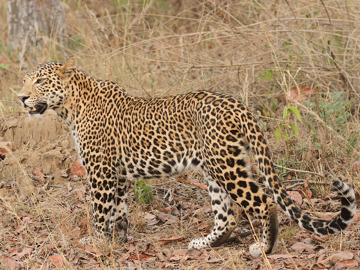 Leopard attack | ఆవుల మందపై చిరుత దాడి