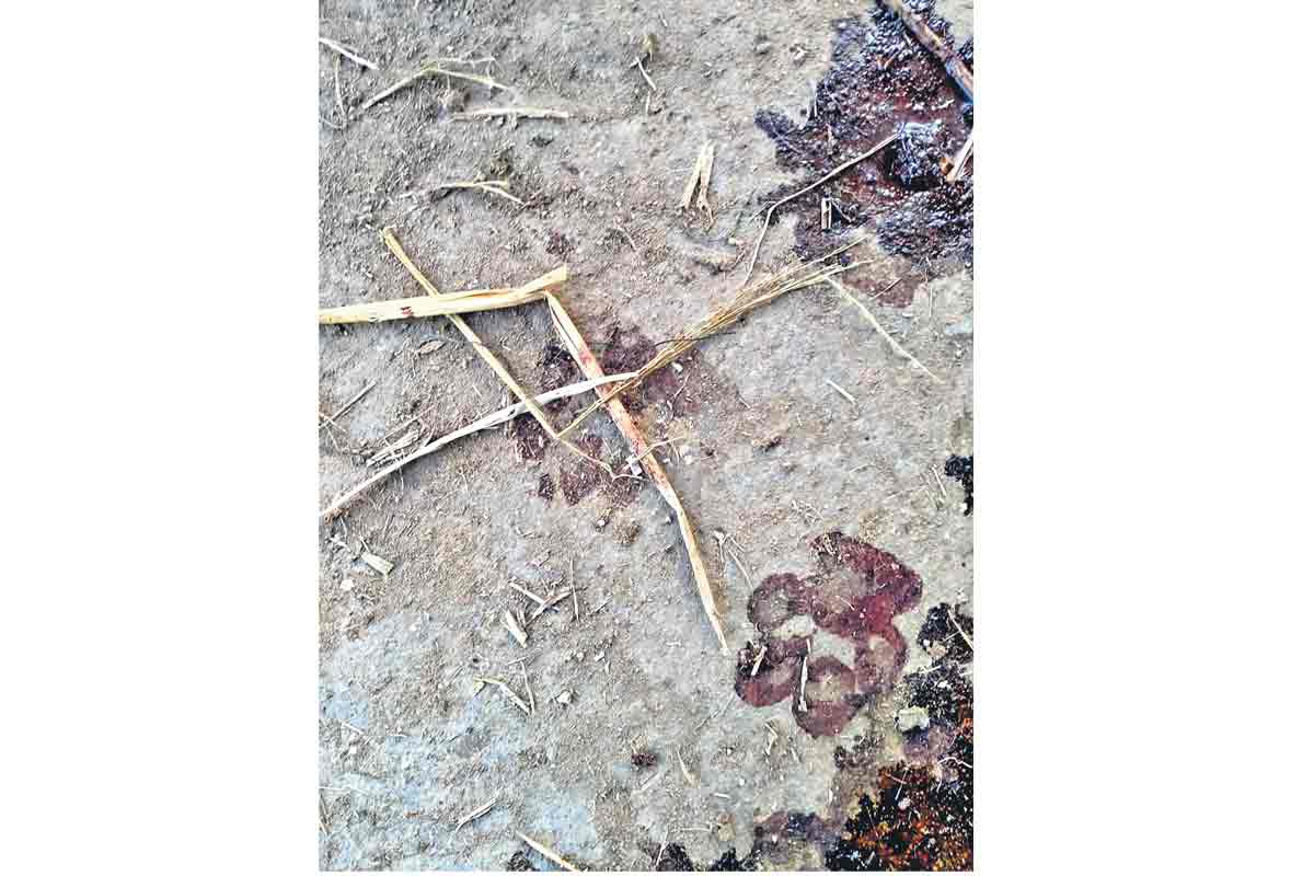 చిరుత సంచారం కలకలం