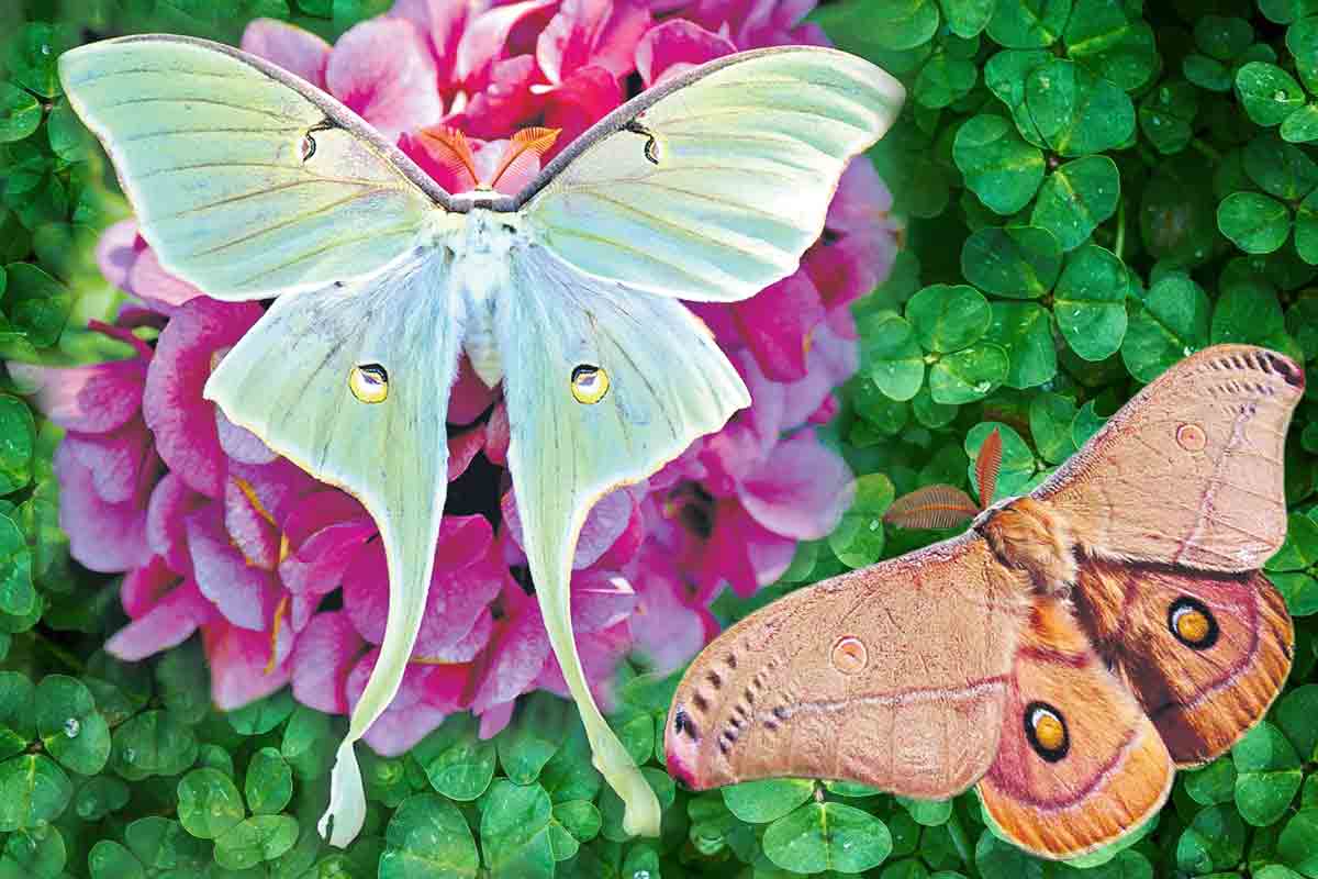Insect Museum | బెంగ‌ళూరులో కీట‌కాల‌కు ఓ మ్యూజియం..ఇందులో ఏం ఉంటాయంటే ...
