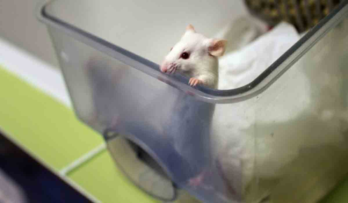 Coronavirus | కరోనా సోకిన ఎలుక కొరకడంతో.. సైంటిస్టుకు కరోనా?