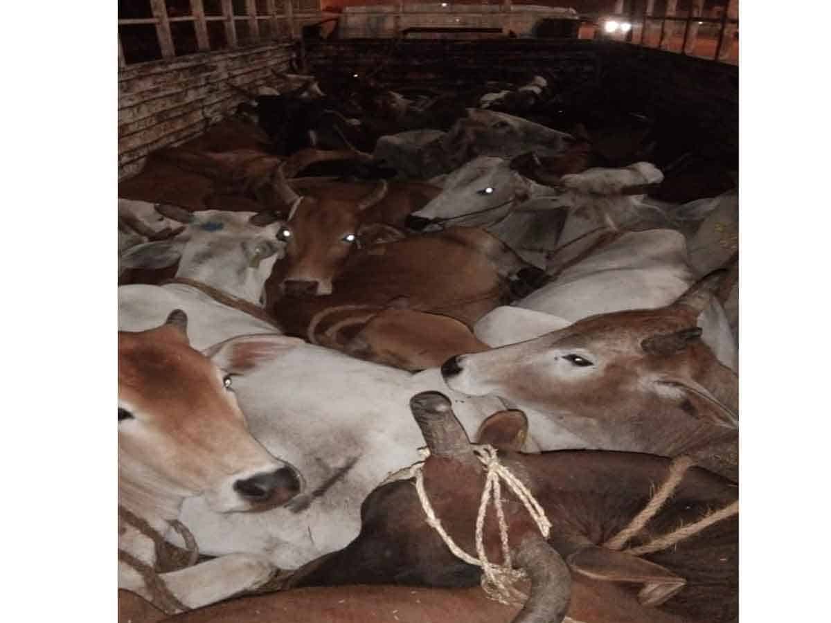 CRIME | అక్రమంగా తరలిస్తున్న38 ఆవులు, 41ఎద్దుల పట్టివేత..