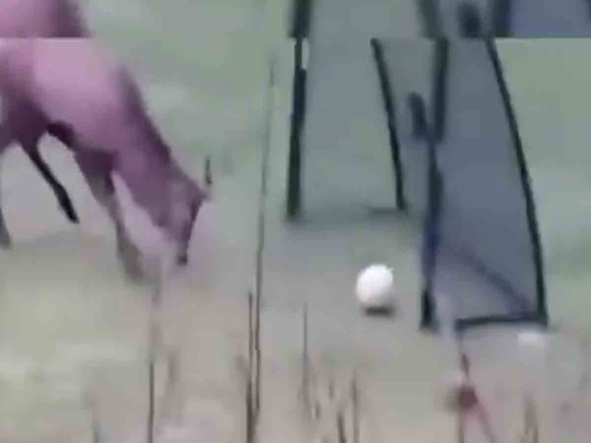 Viral Video: కొమ్ములతో బంతిని గోల్‌ చేసి.. సంబరపడిన జింక