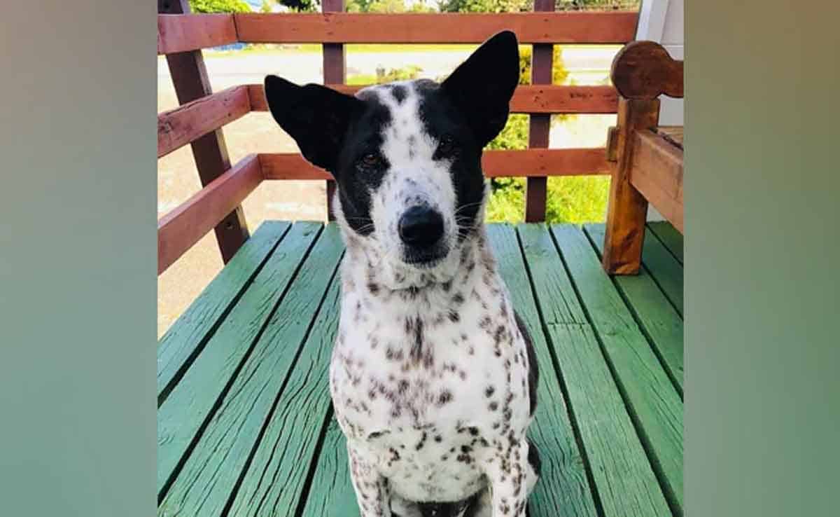 కోవిడ్ రూల్స్‌తో వేరే చోట చిక్కుకున్న‌ పెట్ డాగ్  కోసం 24 ల‌క్ష‌లు పెట్టి ప్రైవేట్ జెట్ బుక్ చేసిన క‌పుల్స్‌