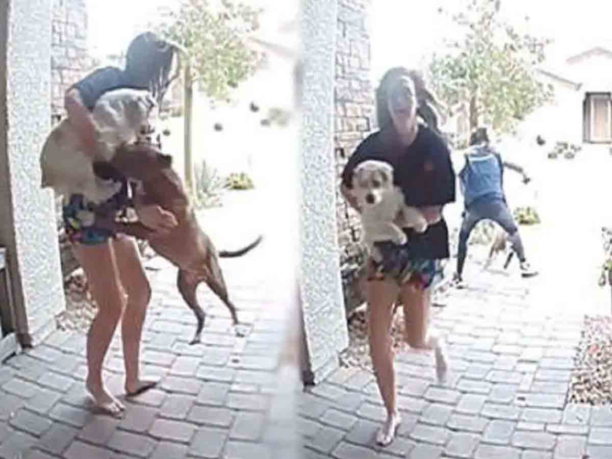 Viral Video: కస్టమర్‌ కుమార్తె, పెట్‌పై కుక్క దాడి.. ఒక మహిళ ఏం చేసిందంటే?