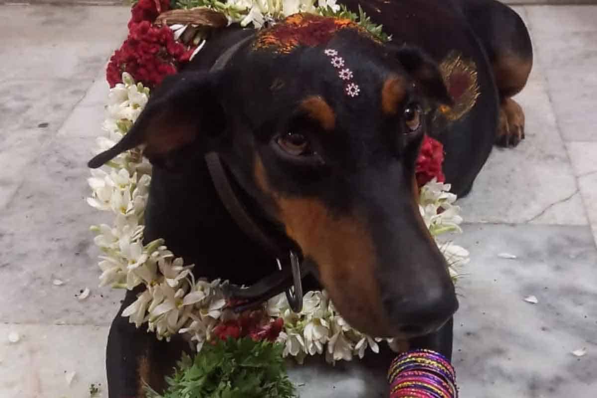 పెంపుడు కుక్కకు సీమంతం : అతిథుల‌కు క‌మ్మ‌ని విందు.. పండుగ‌లా వేడుక‌.. ఆశ్చ‌ర్య‌పోయిన స్థానికులు