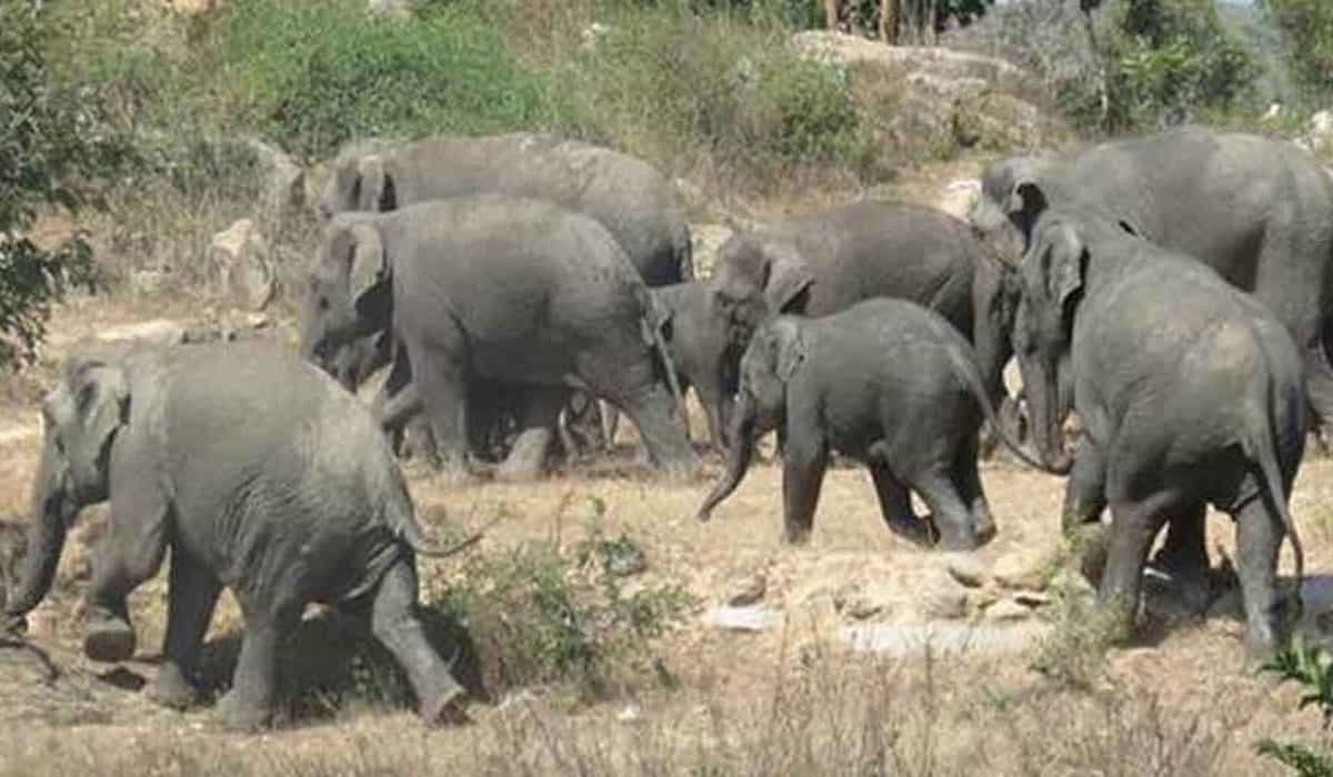 మూడు గ్రామాల ప్ర‌జ‌ల‌కు చుక్క‌లు చూపిస్తున్న ఏనుగుల మంద‌