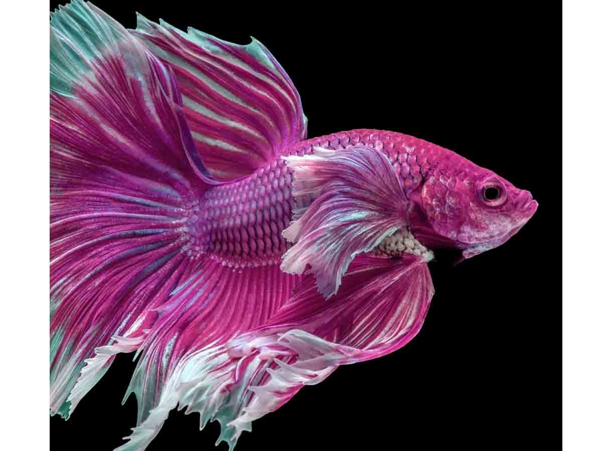 Rare Walking Fish | చేతులతో న‌డిచే చేప‌.. 22 ఏళ్ల త‌ర్వాత క‌నిపించింది.. ఎక్క‌డో తెలుసా?