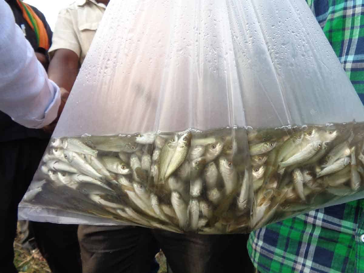 చెరువుల్లోకి 75 కోట్ల చేప పిల్లలు