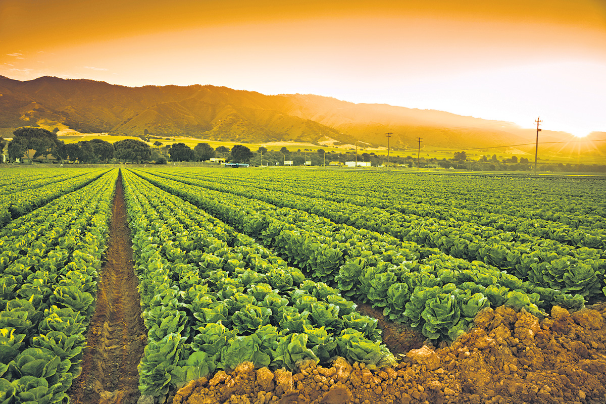 సేంద్రియ హరిత విప్లవం