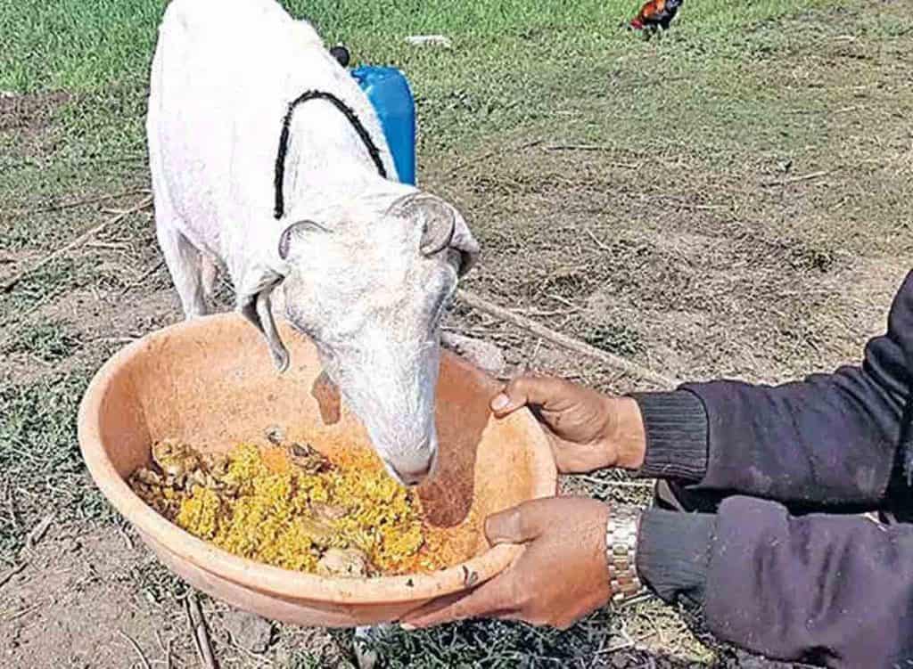 Non veg goat, it eats only chicken biryani and mutton