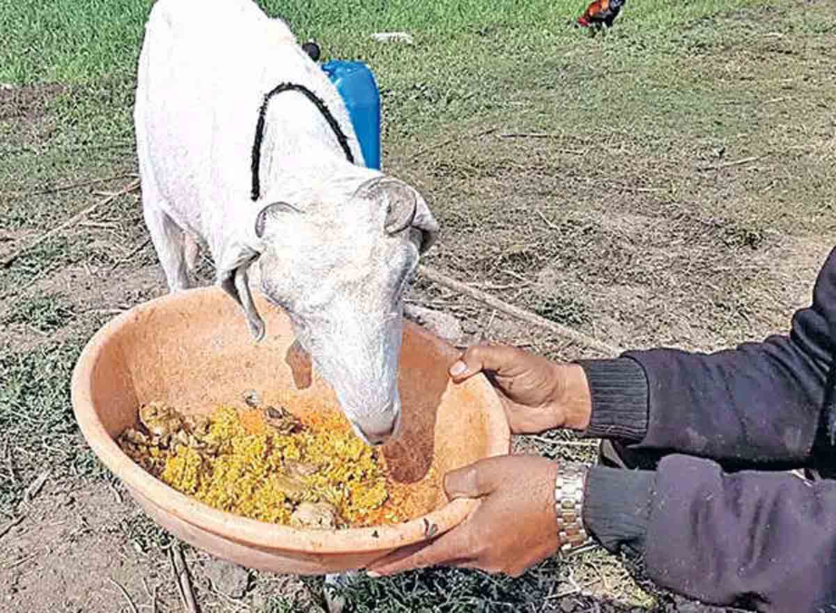 Non Veg Goat | ఈ మేకకు.. చికెన్ బిర్యానీ, మ‌ట‌న్ లేకుంటే ముద్ద దిగ‌దు..